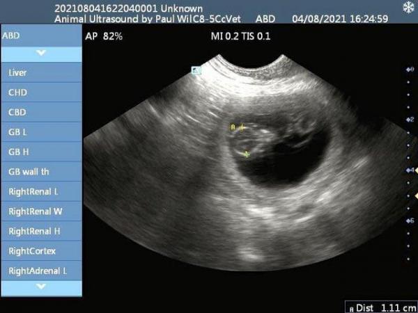 Image 8 of Dog and cat pregnancy scans + Microchipping Doncaster