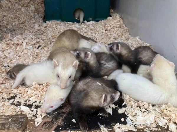 Image 1 of 8 week old well handled ferrets, from working /pet lines,