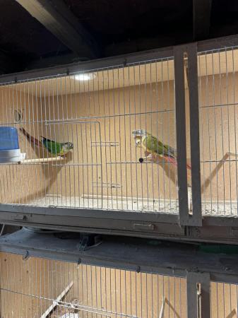 Image 3 of Pineapple Conures for sale x 3