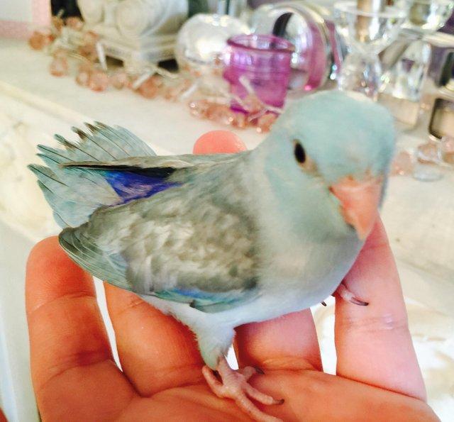 Preview of the first image of Celestial Parrotlet, pacific parrotlets.