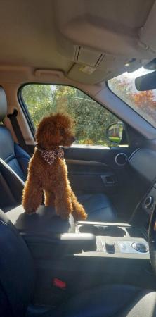 Image 3 of "SUPER SETH" RED TOY SIZED POODLE FOR STUD