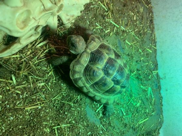 Image 4 of Spurthighed Tortoise, 3 year old