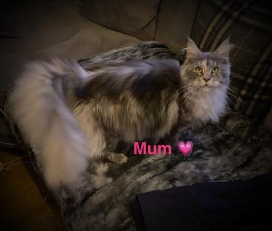 Image 7 of Stunning pure Maine coon kittens READY NOW!