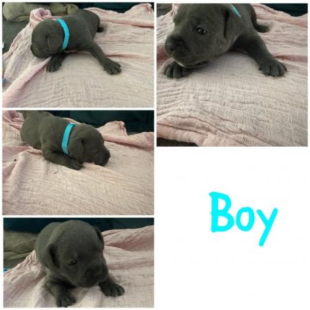 Image 4 of KC REG BLUE STAFFORDSHIRE BULL TERRIER PUPPIES