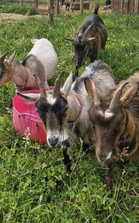 Image 6 of Pygmy goats group of four