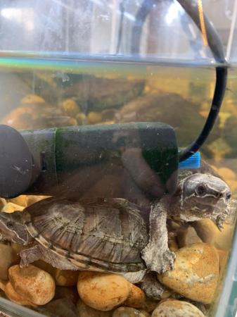 Image 1 of 2x Musk Turtles for sale