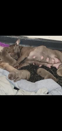 Image 1 of Beautyfullfrench bulldogs carrying fluffypossibly fl