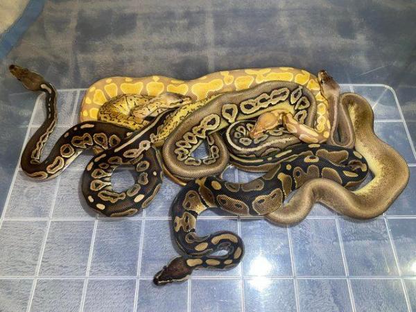 Image 2 of Royal (Ball) Pythons For Sale