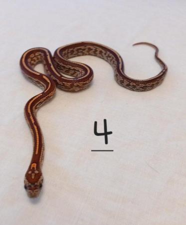 Image 10 of Lavender corn snake clutch with multiple hets