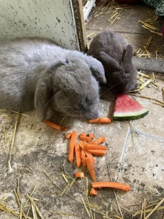 Image 1 of 6 week old french lops, boys and girls available