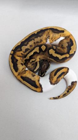Image 5 of Cb23 orangedream pied royal python