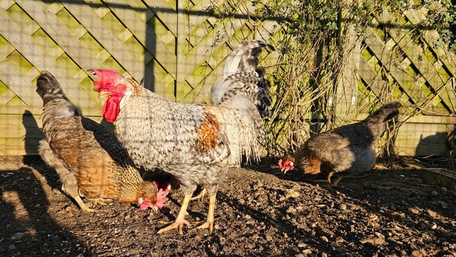 Image 3 of Breeding group of cream legbars, 1 cock and 4 hens 14 months