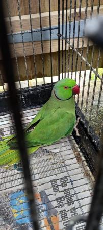 Image 3 of Male Ringneck for sale £110