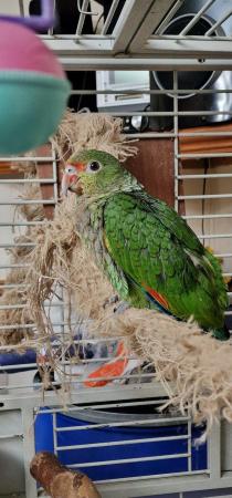 Image 9 of Handreared Tame Amazon parrots. **Super Rare**