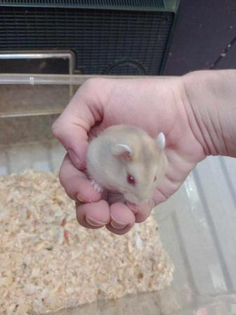 Image 4 of Dwarf hamsters young tame Boys and girls