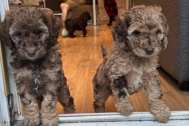 Preview of the first image of Cockapoo puppies looking for their forever home.