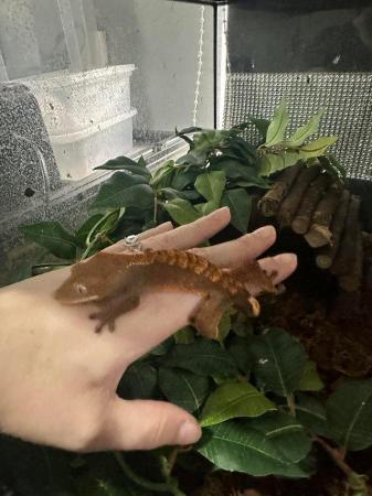 Image 12 of Crested gecko babies available now