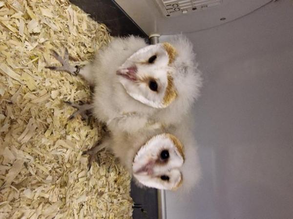 Image 5 of Hand reared Barn Owls for sale
