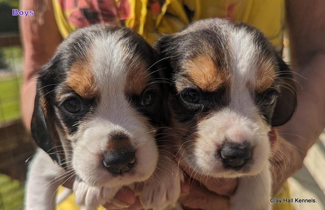Image 6 of Quality, F1, Beaglier puppies, ready soon.