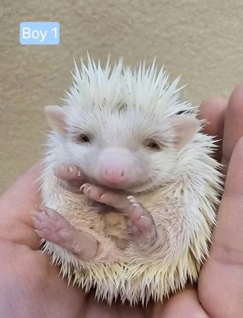 Image 5 of African Pygmy Hedgehogs - APH Club UK Approved breeder