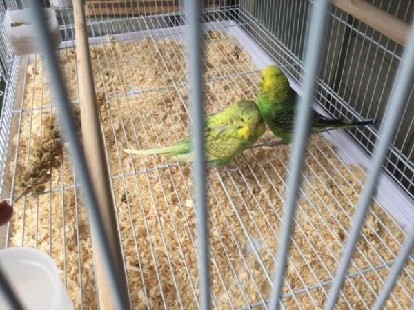 Image 2 of Pair of Budgies for sale.