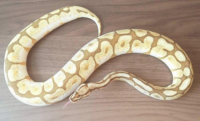 Image 10 of Ball pythons available for sale..