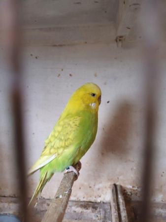 Image 3 of Pair of budgies for sale young birds
