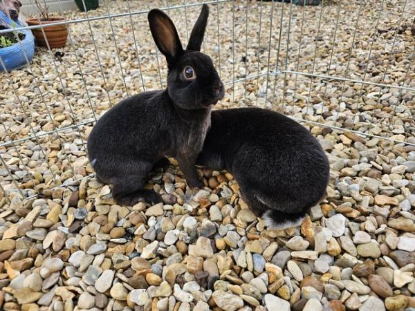 Image 5 of Rex rabbits both sexs available various colours