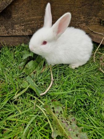Image 3 of White New Zealand Young Rabbits For Sale