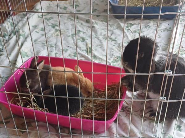 Image 2 of Cute 5 week old and 5 month old ni lops ready to be re-homed