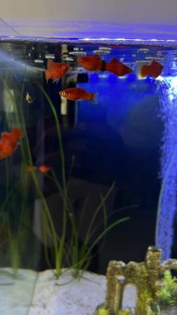 Image 5 of Tropical Platy Fish for sale