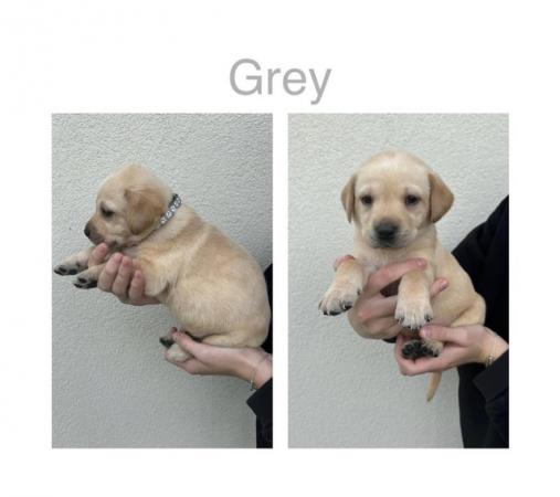 Image 2 of Labrador Puppies For Sale