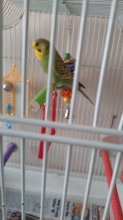 Image 1 of Budgie and Cage for sale