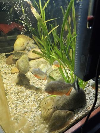 Image 4 of 6 red belly piranhas.  Haven't got the room to upgrade my ta