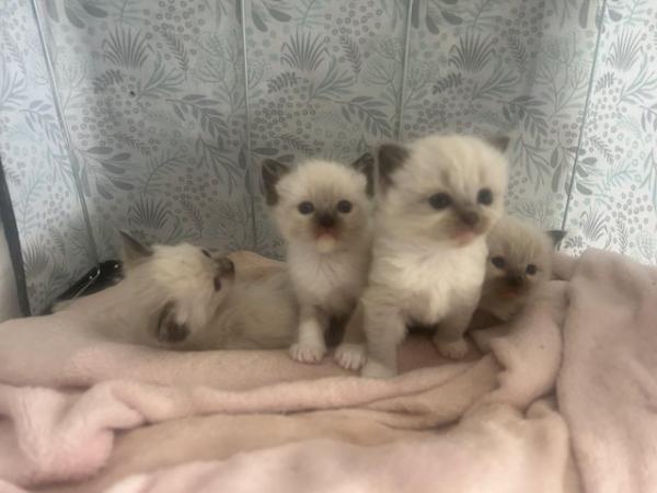 Image 8 of Our beautiful rag doll kittens