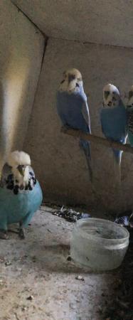 Image 1 of Baby budgies for sale blue and blue and white