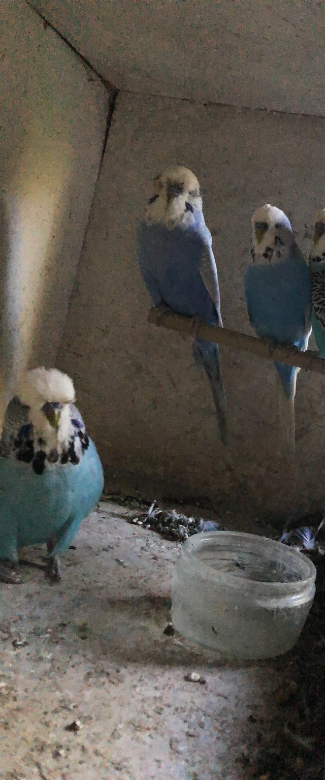 Preview of the first image of Baby budgies for sale blue and blue and white.