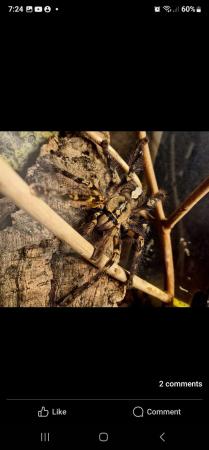 Image 4 of P ORNITA spider .... female