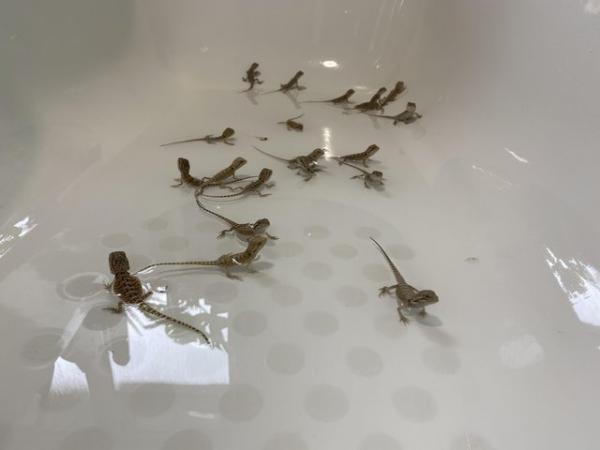 Image 5 of Mixed Baby bearded dragons