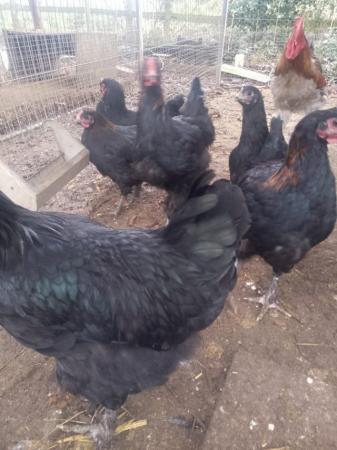 Image 2 of point of lay Copper Marans hens