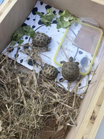 Image 4 of Horsefield tortoise for sale £100 each