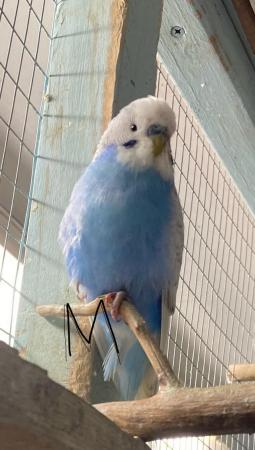 Image 1 of Budgies for sale, this years young
