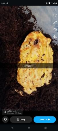 Image 3 of Various Pacman Frogs for sale