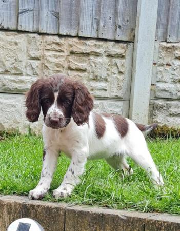 Image 5 of Cocker spaniels pups *READY NOW*