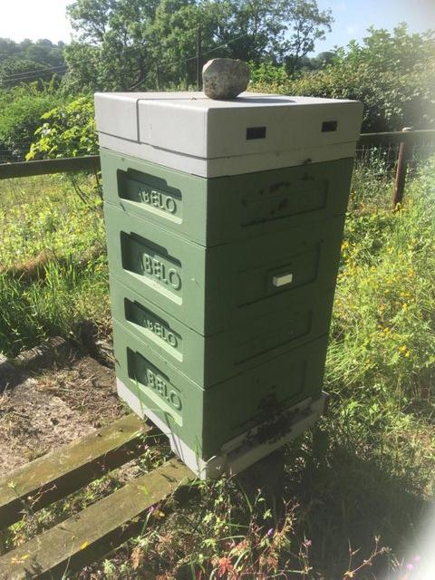 Preview of the first image of Honey bees nucs/colonies for sale.
