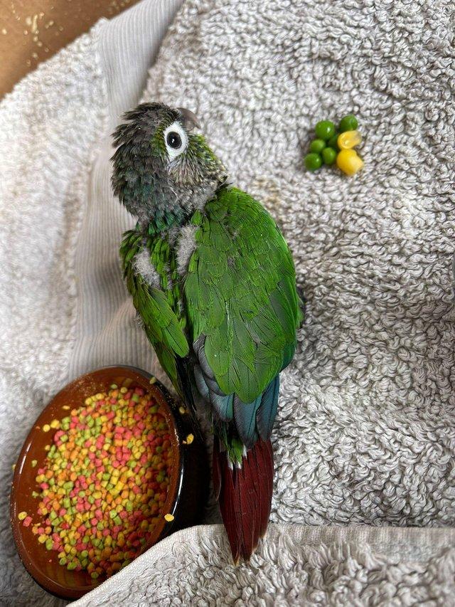 Preview of the first image of Semi tame young conure for new home.