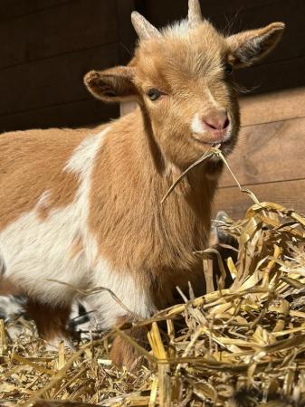 Image 1 of True Pygmy goats, 11 weeks old, male and female available