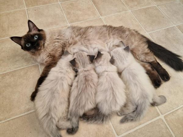 Image 4 of Lovely mink ragdoll kittens house pets 1 girl 1 boy