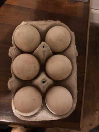 Image 2 of Khaki Campbell hatching duck eggs ………………..