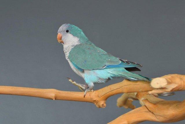 Image 7 of Baby Blue Quaker talking parrots,19